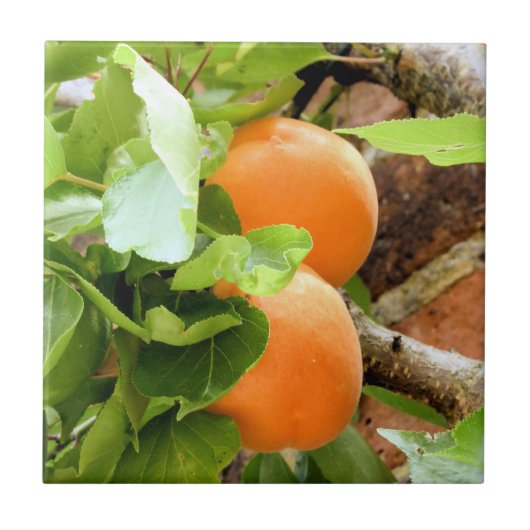 PLUMS TEGELTJE (Voorkant)