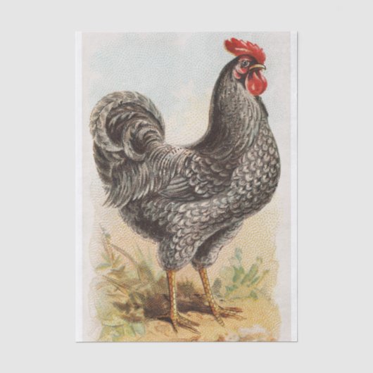 Plymouth Rock Chicken Decoupage Tissuepapier (Voorkant)