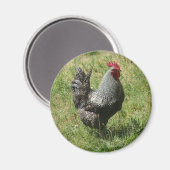 Plymouth Rock Chicken Magneet (Voorkant / Achterkant)