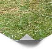 Plymouth Rock Chicken Poster (Hoek)