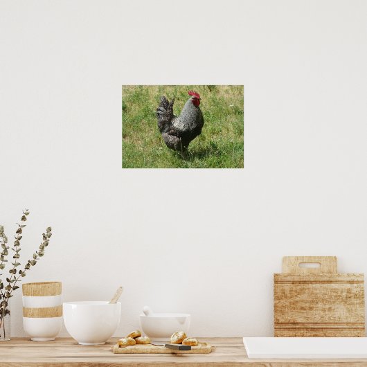 Plymouth Rock Chicken Poster (Keuken)