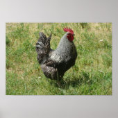 Plymouth Rock Chicken Poster (Voorkant)