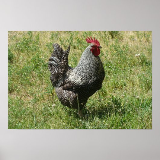 Plymouth Rock Chicken Poster (Voorkant)