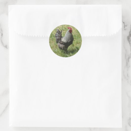 Plymouth Rock Chicken Ronde Sticker (Tas)
