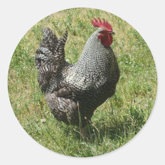 Plymouth Rock Chicken Ronde Sticker (Voorkant)