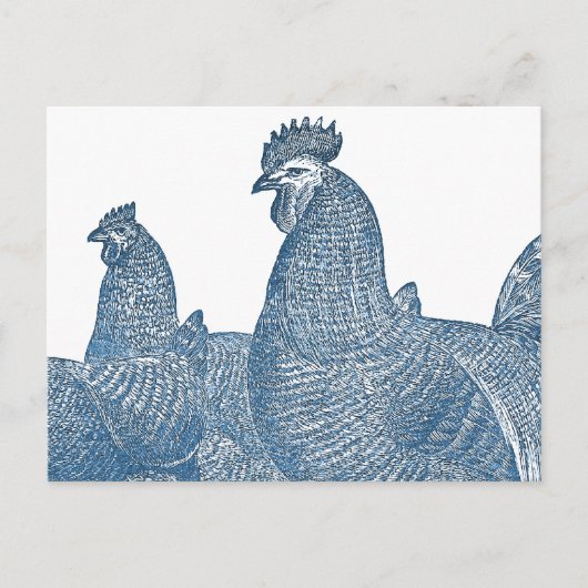 Plymouth Rock Chickens Antiek Blue Rooster Hens Briefkaart (Voorkant)