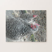 Plymouth Rock kippen in de boerderij. Legpuzzel (Horizontaal)