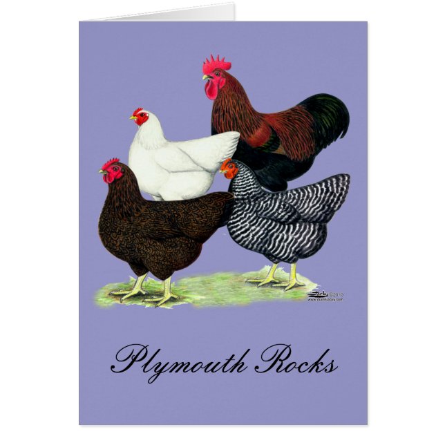 Plymouth Rock Quartet (Voorkant)