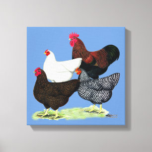 Plymouth Rock Quartet Canvas Afdruk