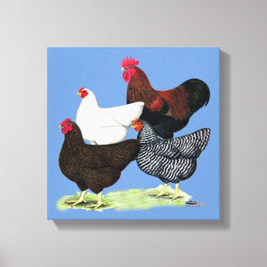 Plymouth Rock Quartet Canvas Afdruk (Voorkant)