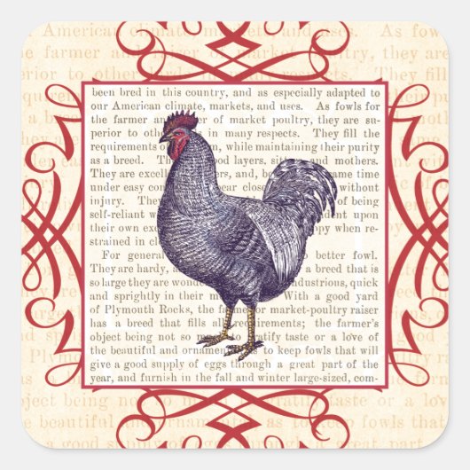 Plymouth Rock Rooster Poultry Boerderij Vierkante Sticker (Voorkant)