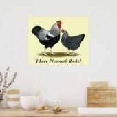 Plymouth Rock: Silver Penciled Pair Poster (Keuken)