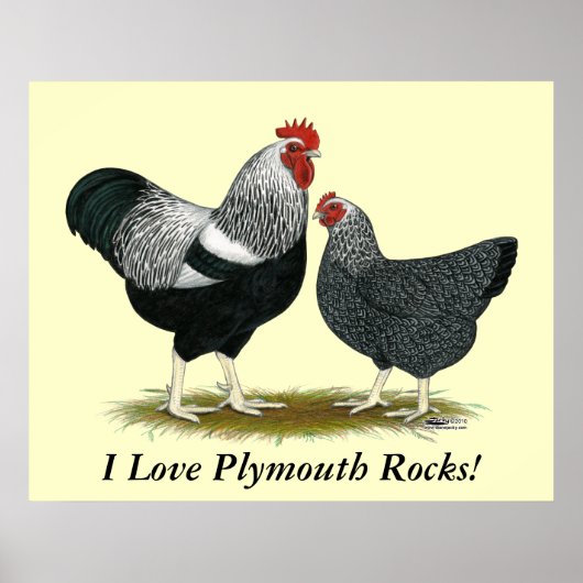 Plymouth Rock: Silver Penciled Pair Poster (Voorkant)