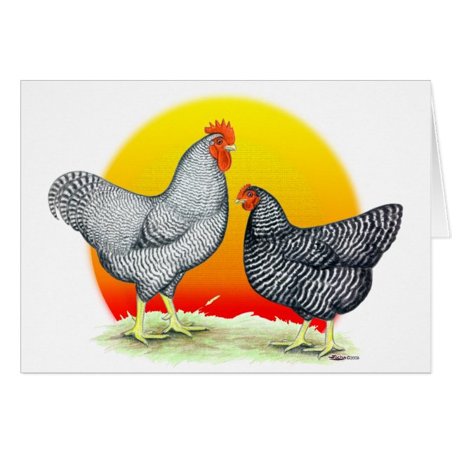 Plymouth Rocks:  Sunrise (Voorkant Horizontaal)