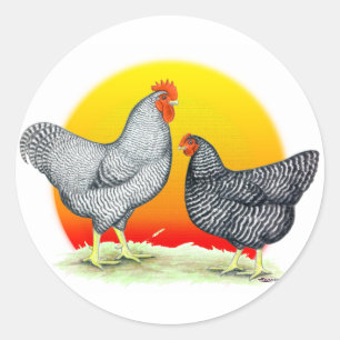 Plymouth Rocks: Sunrise Ronde Sticker