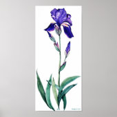 PMACarlson Elegant Iris Poster (Voorkant)