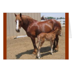 PMU-merrie en -foal