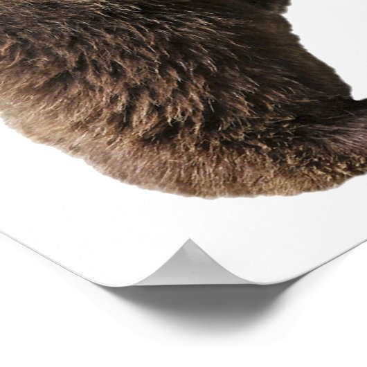 Png geïsoleerd bruin beer poster (Hoek)