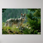 Poaster Poster (Voorkant)