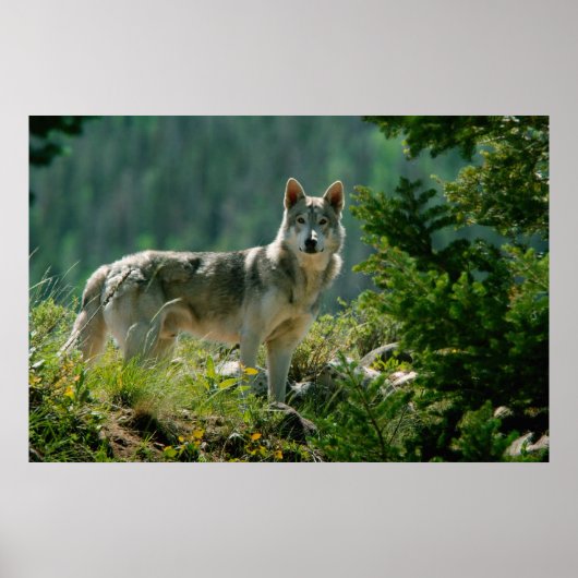 Poaster Poster (Voorkant)