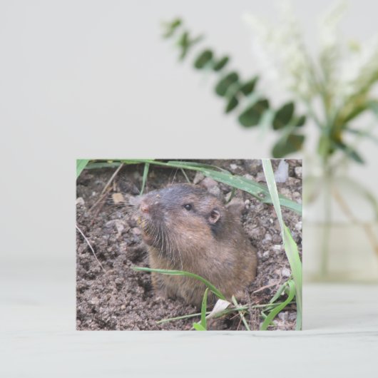 Pocket Gopher Briefkaart (Staand voorkant)