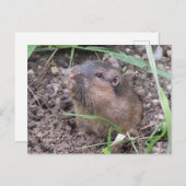Pocket Gopher Briefkaart (Voorkant / Achterkant)
