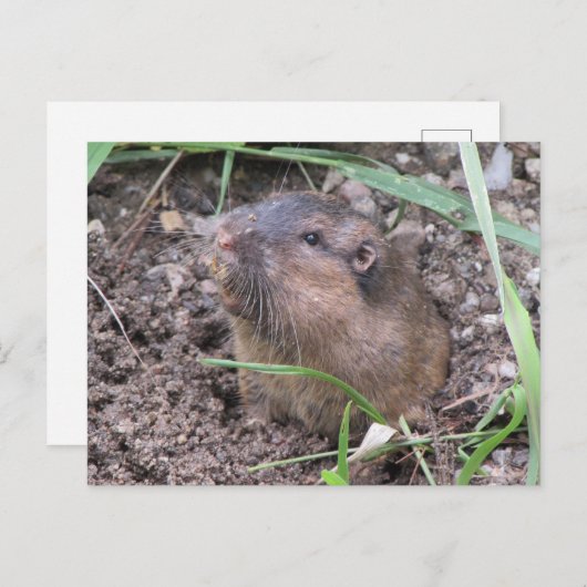 Pocket Gopher Briefkaart (Voorkant / Achterkant)