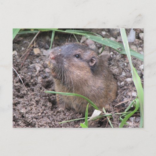 Pocket Gopher Briefkaart (Voorkant)