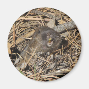 Pocket Gopher Magneet