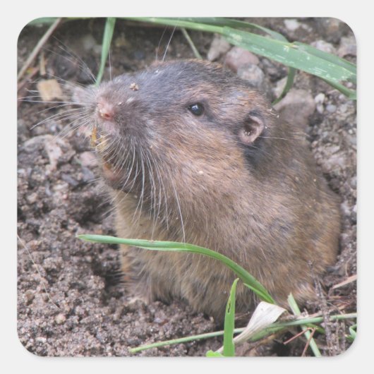 Pocket Gopher Vierkante Sticker (Voorkant)