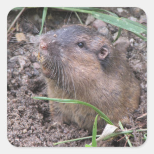 Pocket Gopher Vierkante Sticker