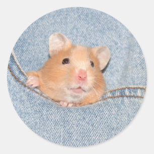 Pocket hamster sticker