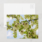 Pocket Handkerchief Tree Blossom Briefkaart (Voorkant / Achterkant)