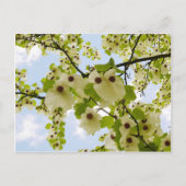 Pocket Handkerchief Tree Blossom Briefkaart (Voorkant)