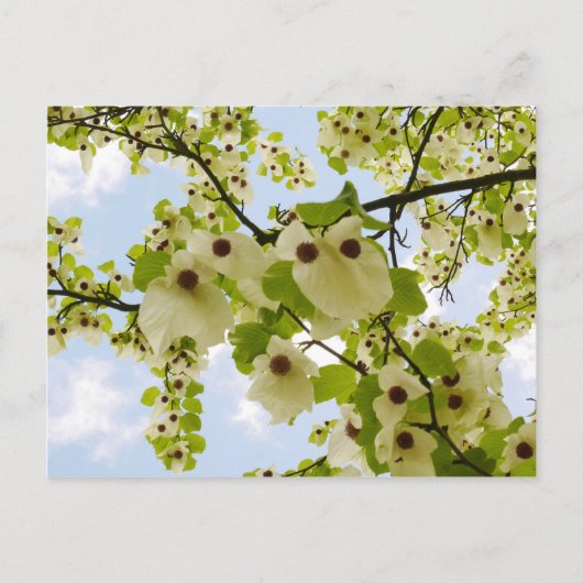 Pocket Handkerchief Tree Blossom Briefkaart (Voorkant)