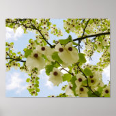 Pocket Handkerchief Tree Blossom Poster (Voorkant)