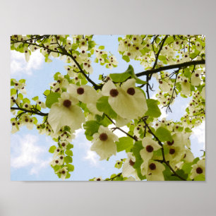 Pocket Handkerchief Tree Blossom Poster