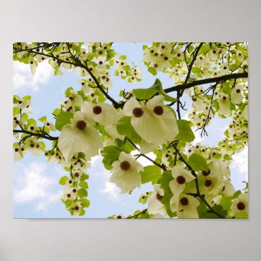 Pocket Handkerchief Tree Blossom Poster (Voorkant)