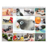 Pocky de meest ruige vezelvogel kalender (Hoes)