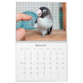 Pocky lovebird weet het niet kalender (Mar 2027)