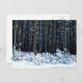 Pocono-bergen. Pennsylvania Briefkaart (Voorkant / Achterkant)