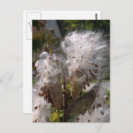 Pod Briefkaart (Voorkant / Achterkant)