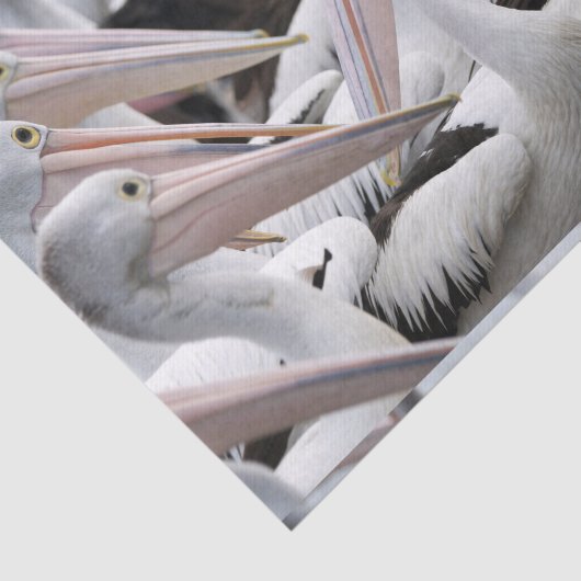Pod Pelicans Tissuepapier (Detail)