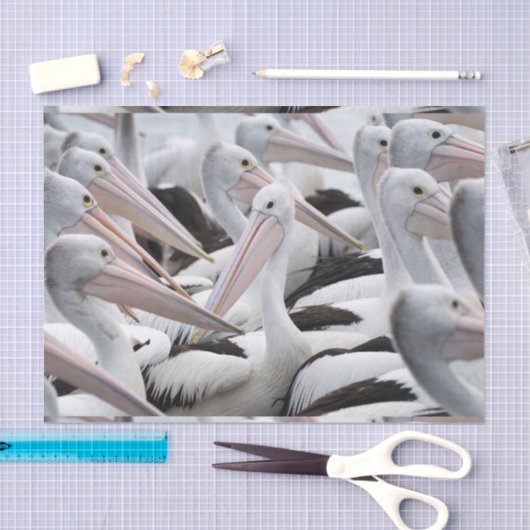 Pod Pelicans Tissuepapier (Craft)