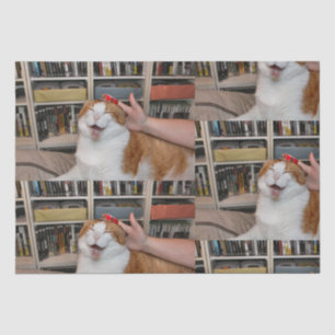 Podgy Scarlett Wrapping Paper Tissuepapier