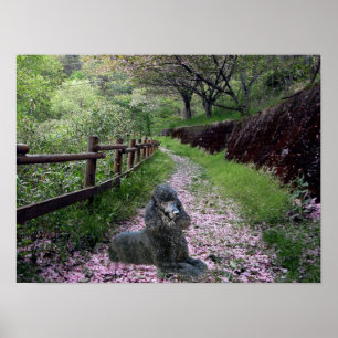 Podle Black Poster Flowers