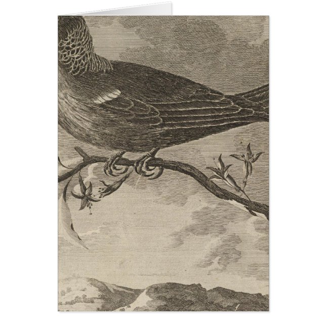 Poebird, Nieuw-Zeeland (Voorkant)