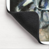 Poecilotheria regalis muismat (Hoek)