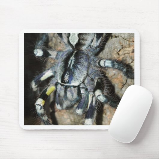 Poecilotheria regalis muismat (Met muis)