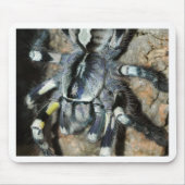 Poecilotheria regalis muismat (Voorkant)